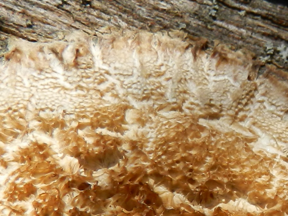 Schizopora sp.?? (Oxyporus corticola)